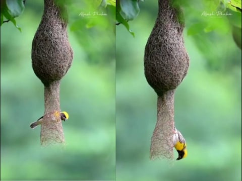 खूबसूरत घोंसलों के लिए मशहूर है बया पक्षी, घर बनाने के लिए जीतोड़ मेहनत के पीछे है दिलचस्प वजह !