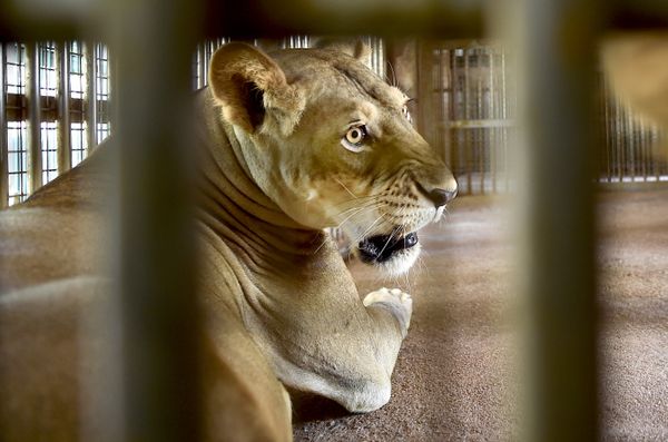 शेरों पर कोरोना का खतरा:चेन्नई से सटे वंडालूर में जूलॉजिकल पार्क में 9 साल की शेरनी की मौत, 11 में से 9 शेर संक्रमित