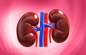 Kidney  : तुरंत दें ध्यान,  इस वजह से फेल हो सकती है आपकी किडनी! 