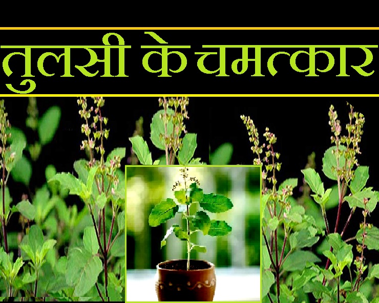 Ayurvedic Benefits Of Tulsi : तुलसी के पत्तों के 5 आश्चर्यजनक फायदे जानिए |